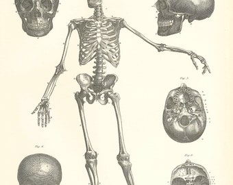 Antique Anatomy Print: 1870s Encyclopaedia Britannica Lithograph