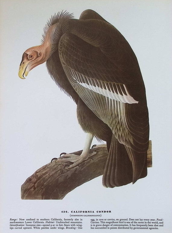 Audubon: California Condor [VHS] California condor