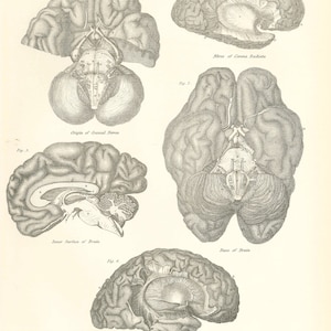 Antique ANATOMY - BRAIN - Rare Print 1870s - lithograph from 9th Edition Encyclopaedia Britannica - original antique print - Unique GIFT