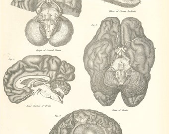 Antique Brain Anatomy Print: 1870s Encyclopaedia Britannica Lithograph