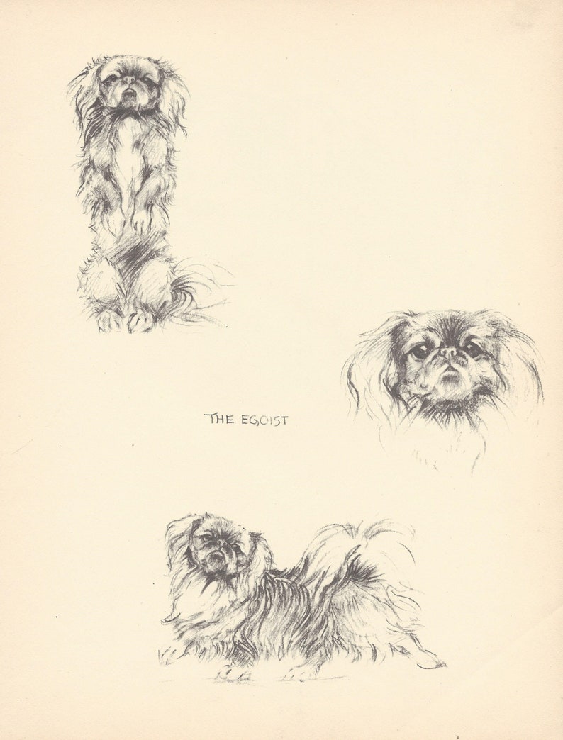 1935 KF Barker Original 2-sided Vintage Dog Print 25 Unique Gift for Dog Lovers
