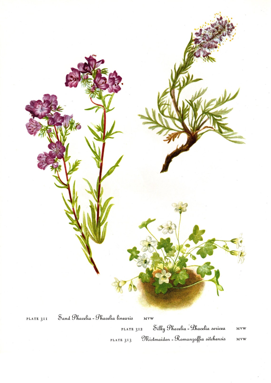 Original Vintage Wild Flowers of America Botanical 2sided Etsy