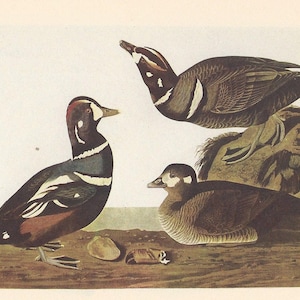 1950 Audubon’s Birds of America - Harlequin Duck & Labrador Duck - Original 2-sided Vintage Print - Striking Colours Ornithology Unique Gift
