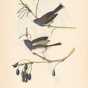 Audubon-vogelprint: leisteenkleurige Junco & Chipping Sparrow, ornithologie uit de jaren 1950
