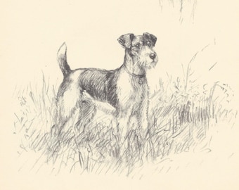 May include: A pencil sketch of a Wire Fox Terrier dog standing in tall grass. The dog has a black and brown coat, a collar, and a fluffy beard. The artwork is done in a vintage style.