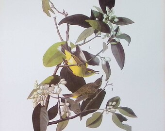 1974年 オーデュボン鳥類図版：ヴェリー＆ウグイス リトグラフ - Etsy 日本