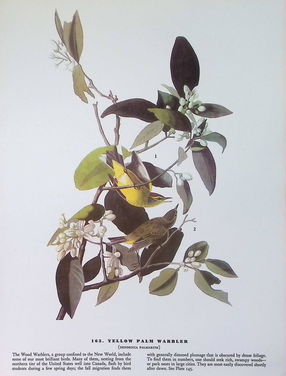 1974年 オーデュボン鳥類図版：ヴェリー＆ウグイス リトグラフ - Etsy 日本