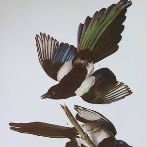 1974 Audubon’s Birds of America Original Large 2-sided Print - American Magpie & Pine Grosbeak - Striking Colours - Ornithology