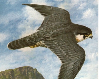 1970 Original Vintage Peregrine - Birds of Prey - Ornithology - Natural History - unique gift for bird lovers