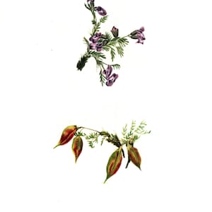 Könnte beinhalten: Botanische Illustration von Point Vetch, mit zwei Pflanzenexemplaren. Das obere Bild zeigt lila Blüten und grüne Blätter. Das untere Bild zeigt Samenkapseln in Rot und Grün. Der Text unten lautet "Point Vetch - Oxytropis podocarpa."