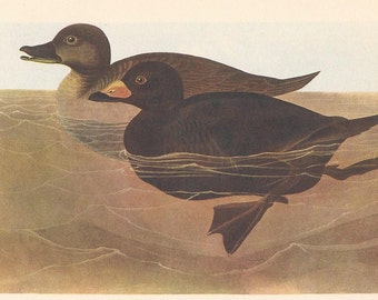 1950 Audubon’s Birds of America - American Scoter & Surf Scoter - Original 2-sided Vintage Print - Striking Colours Ornithology Unique Gift
