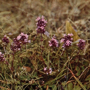 1913 Antique Wild Thyme Wild Flower Photo - Original Print - Unique Gift for Country and Nature Lovers - Botany