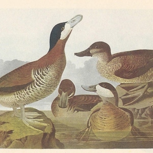 Audubon Birds of America Print: Merganser & Ruddy Duck, 1950 Vintage Ornithology