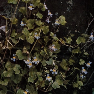 1913 Antique Ivy-Leaved Toadflax Wild Flowers Photo - Original Print - Unique Gift for Country and Nature Lovers - Botany