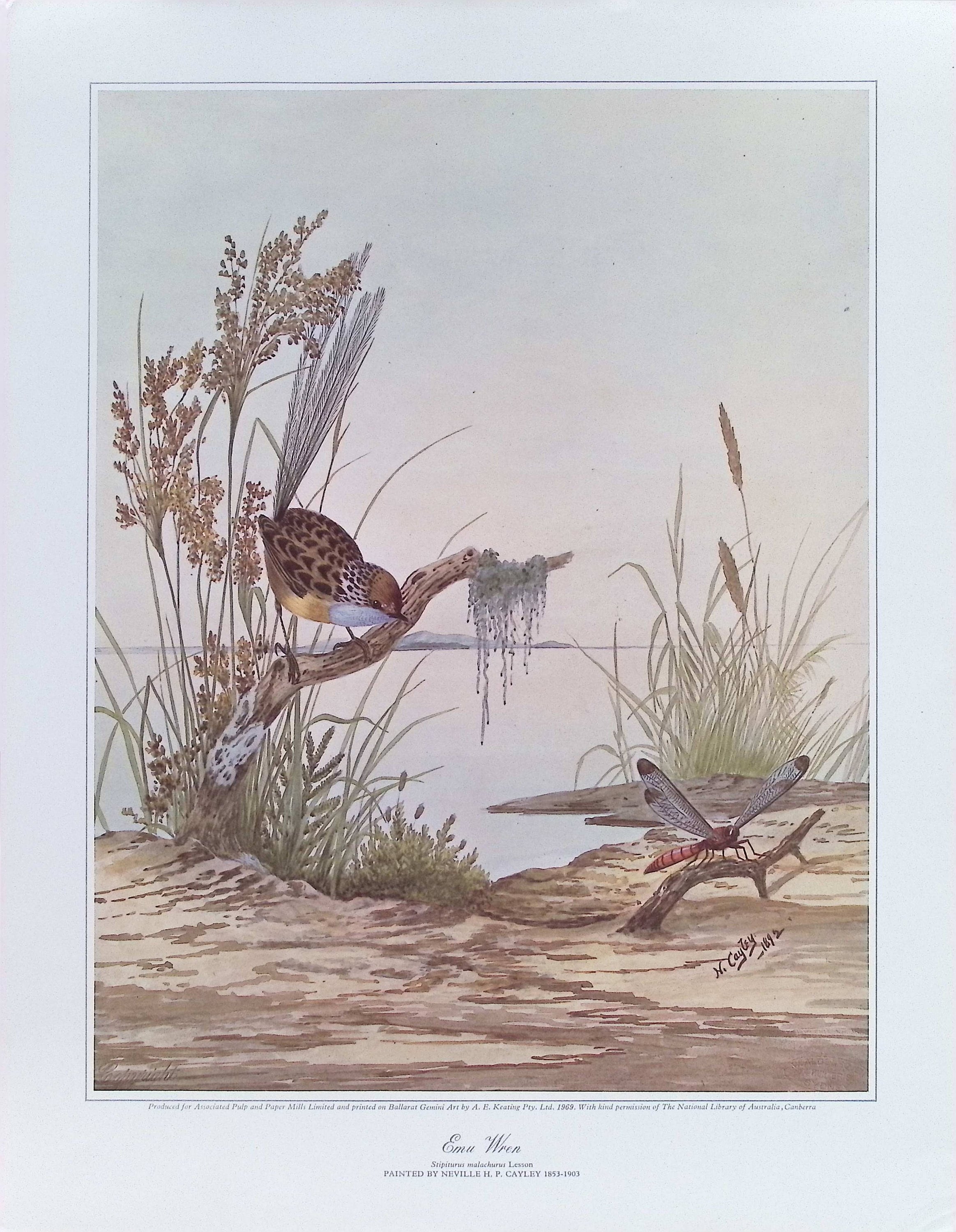1969 Neville H.P. Cayley "Emu Wren" Original Large Watercolour Print - Striking Colours - Ornithology - Natural History Art - Unique Gift