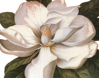 Arte de póster botánico antiguo: Pintura floral de laurel y magnolia