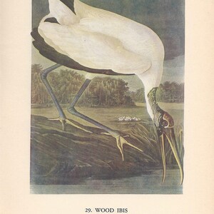 Audubon Holzsichler Vintage Druck: 1950 Birds of America