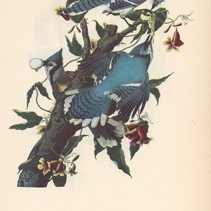 Audubon Blue Jay Vintage Print - 1950 Birds of America Ornithology
