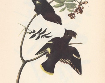 1950 Audubon’s Birds of America – Bohemian Waxwing and Northern Shrike - Original 2-sided Vintage Print Striking Colours - Ornithology Gift
