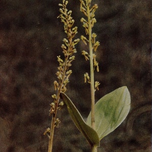 1913 Antique Twayblade Wild Flower Photo - Original Print - Unique Gift for Country and Nature Lovers - Botany