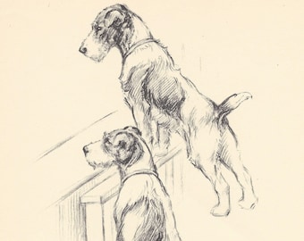 1935 KF Barker Original 2-sided Vintage Dog Print - Unique Gift for Dog Lovers (28)