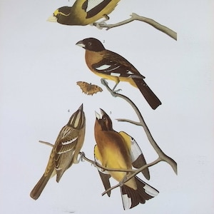 1974 Audubon’s Birds of America Original großer 2-seitiger Druck - Zwei Kernbeißer & Scharfbeiniger Falke - Markante Farben - Ornithologie
