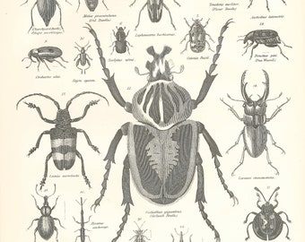 Antique COLEOPTERA (Beetles Plate 8) Rare Print 1870s - lithograph from 9th Edition Encyclopaedia Britannica - original historic print GIFT