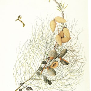 Australisches Outback botanischer Kunstdruck: Cricketball Bush