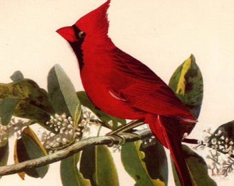 オーデュボンのカーディナル（ショウジョウコウカンチョウ）のヴィンテージプリント：1949年 北米の鳥 - 鳥類学