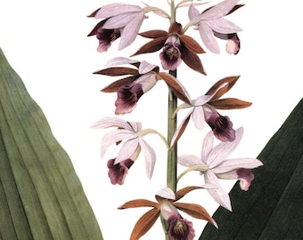 Antique Botanical Poster Art: Chinese Limodorum Floral Painting