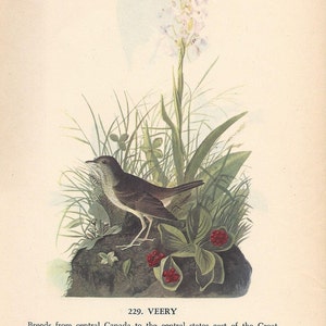 Audubon Veery & Bluebird-print: vintage ornithologiekunst uit de jaren 1950