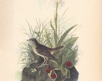 1950 Audubon’s Birds of America – Veery and Bluebird - Original 2-sided Vintage Print Striking Colours - Ornithology - Unique Gift