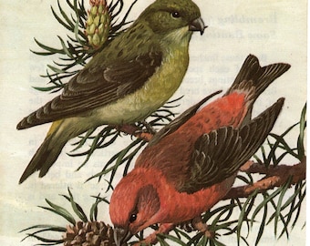 1968 Original Vintage Woodland Birds Print – Crossbill & Goldcrest - Ornithology - Natural History - Unique Gift for bird lovers