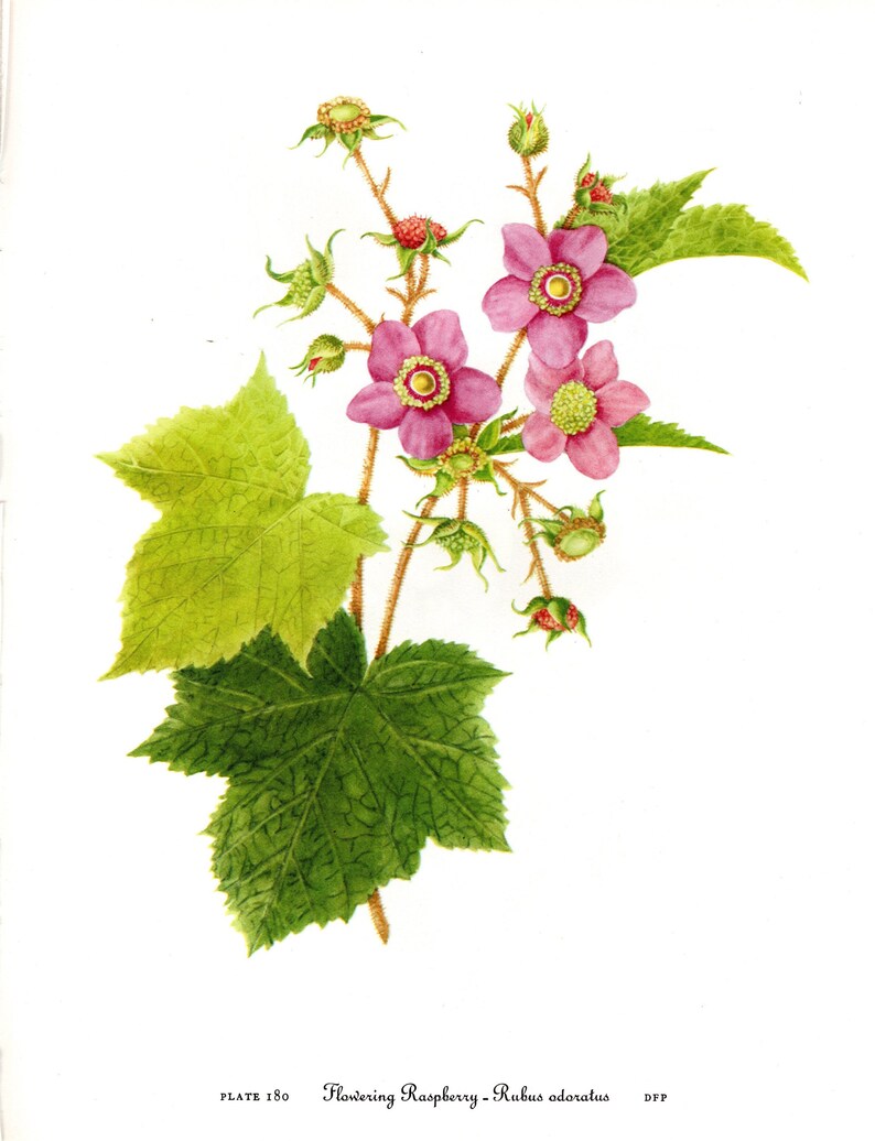 Original Vintage Wild Flowers of America Botanical 2sided Etsy