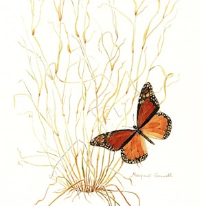 Original Vintage Print "Wanderer or Monarch Butterfly" Wildflowers & Plants Australian Outback Landscape - Botanical Art – Natural Science