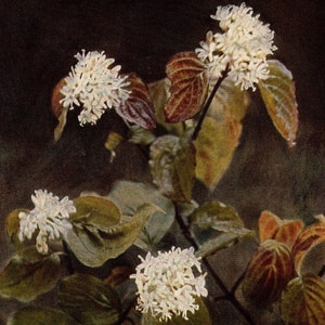 Photo antique de fleurs sauvages de cornouiller de 1913 - impression originale - cadeau unique pour les amoureux de la campagne et de la nature - botanique