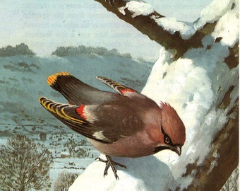 1968 Original Vintage Woodland Birds Print – Fieldfare & Waxwing - Ornithology - Natural History - Unique Gift for bird lovers