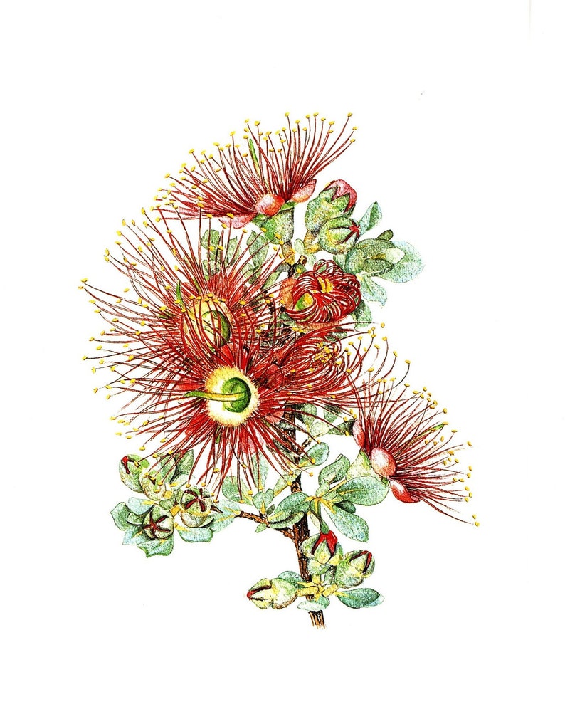 Australian Wildflowers Watercolour Original Vintage Print GRANITE KUNZEA Gift Garden Lovers Botanical 47 image 1