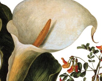 Antique Botanical Poster Art: Arum Lily / Scorpion Senna Floral Painting