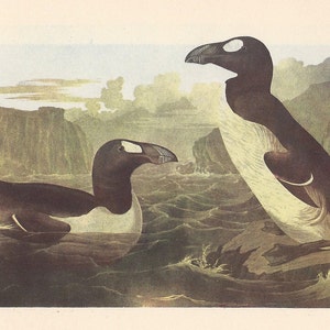 Great auk, 19th century artwork by Science Photo Library