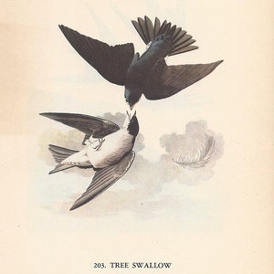 Afdruk boomzwaluw Audubon: vintage ornithologiekunst 1950