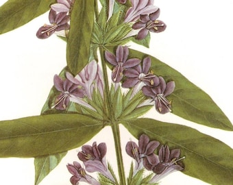 Antique Botanical Poster Art: Barleria Prionitis Floral Painting