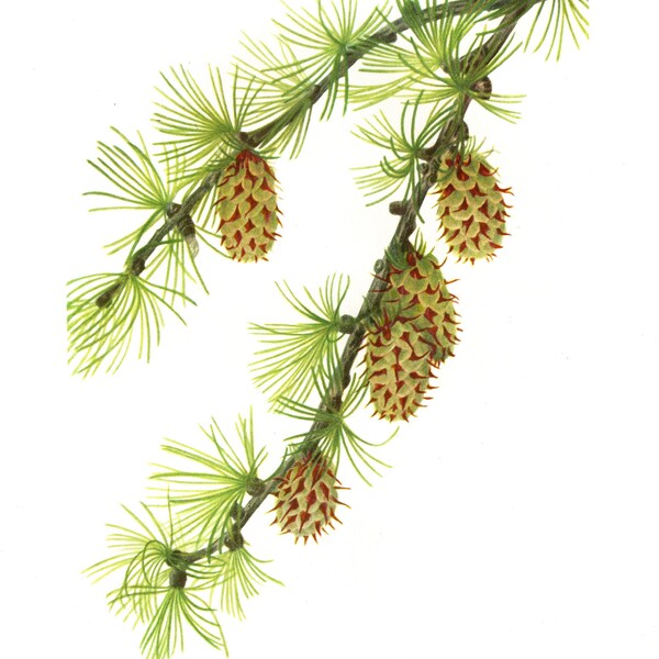 Original Vintage Wild Flowers of America botanical 2-sided print – Western Larch & Limber Pine – Conifers – Pine family - unique gift