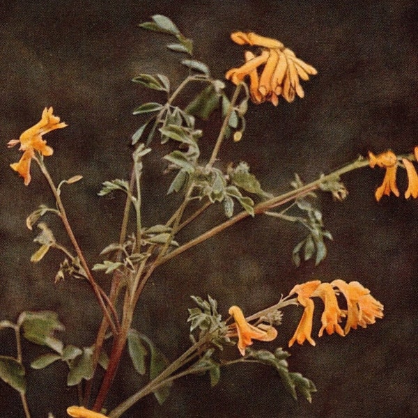 1913 Antique Yellow Corydalis Wild Flower Photo - Original Print - Unique Gift for Country and Nature Lovers - Botany