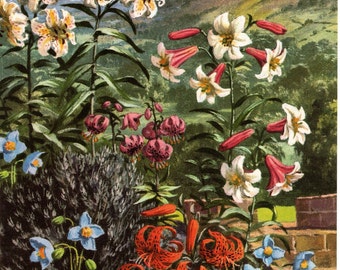 1960 Rare Original Garden Flowers Print – Lily, Meconopsis - Unique Gift for Gardeners - Botany