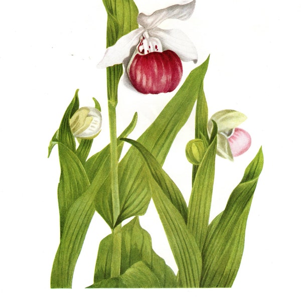 Original Vintage Wild Flowers of America botanical 2-sided print – Showy Lady's-slipper & Mountain Lady's-slipper - Flowering Plants - gift