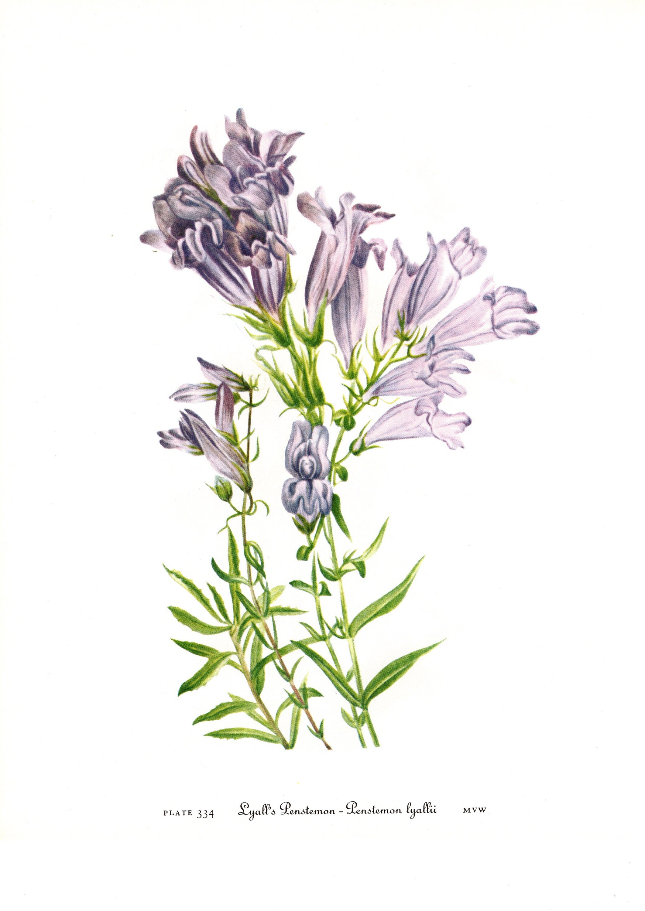 超希少 1876年 アンティーク WILD FLOWERS 手彩色 大型本