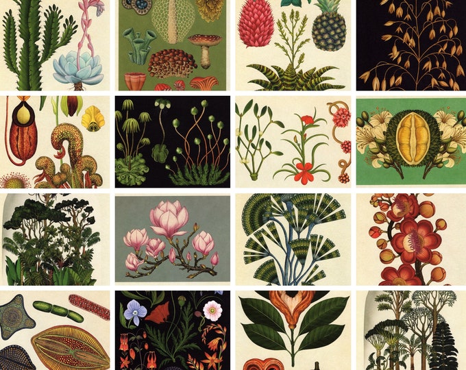 10 Postcards BOTANICUM - Royal Botanic Gardens Kew - Postcrossing ...