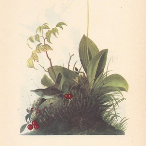 1950 Audubon House Wren Print: Vintage Bird Illustration