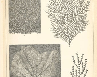 Antique GORGONIDAE (Soft Corals) Rare Print 1909 from The Encyclopaedic Dictionary (Cassell & Co) - original lithograph – Unique Gift